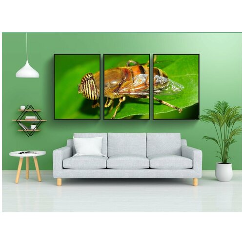 фото Набор модулных постеров для интерьера "насекомые, двукрылые, эристалин" 60x90 см. в тубусе, без рамки lotsprints