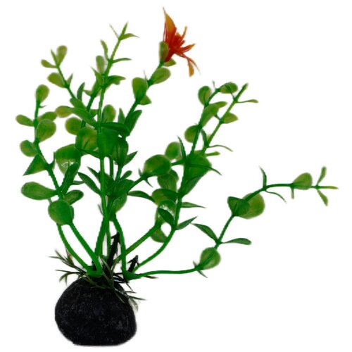 Растение Triton зеленое с цветками, 10 см