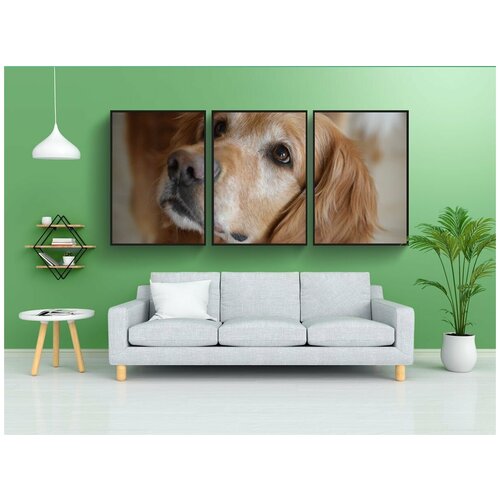 фото Набор модулных постеров для интерьера "золотистый ретривер, надеяться, лицо" 60x90 см. в тубусе, без рамки lotsprints