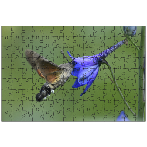 фото Магнитный пазл 27x18см."бабочка, бражник- языкан, крылья" на холодильник lotsprints