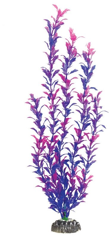 Растение Людвигия фиолетовая, 500мм