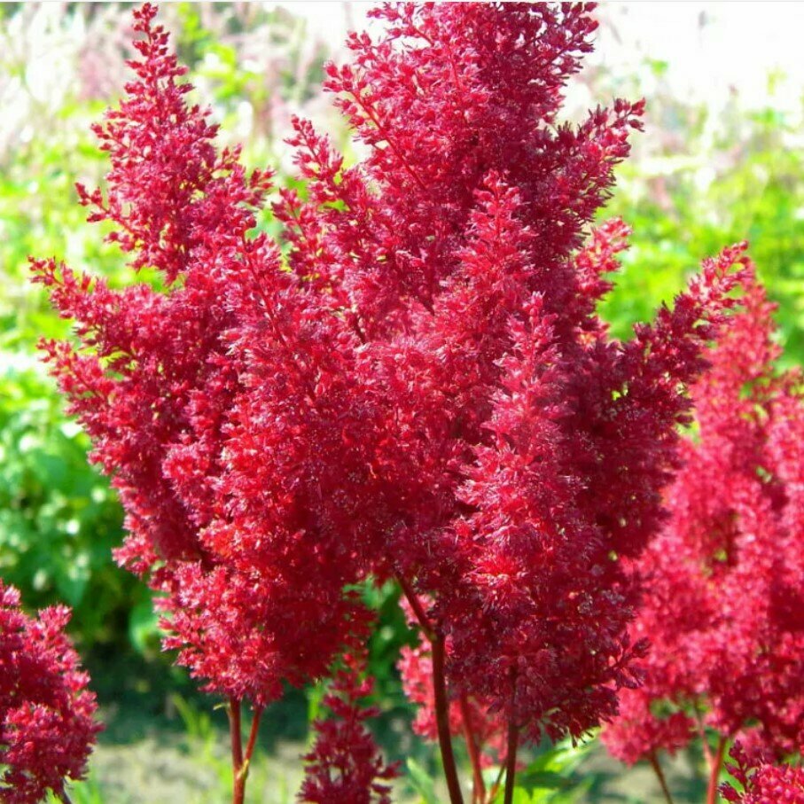 фото Астильба Ред Скайскрейпер (1 корневище в горшке). Holland Bulbs (Голландия)