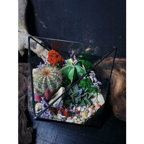 Флорариум Солнечный октаэдр от Flolefor с сочными суккулентами 5600₽