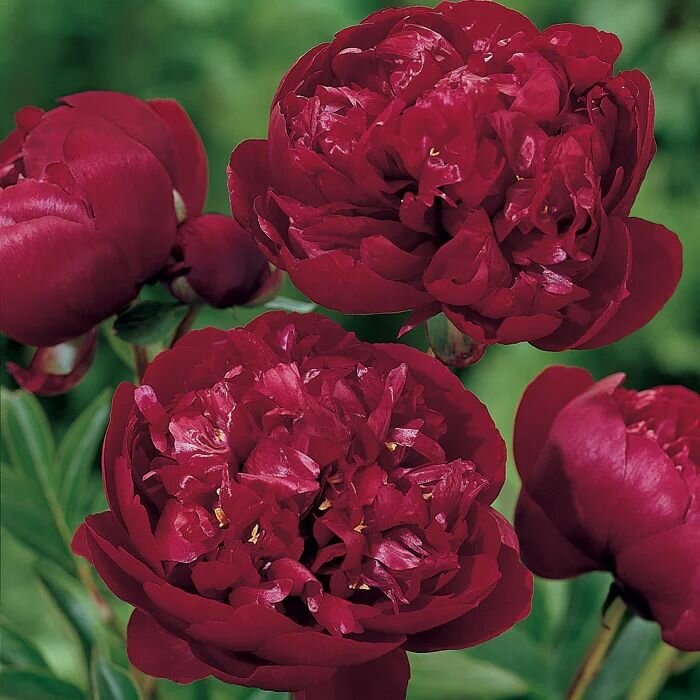 Пион травянистый Бакай Бель 1шт