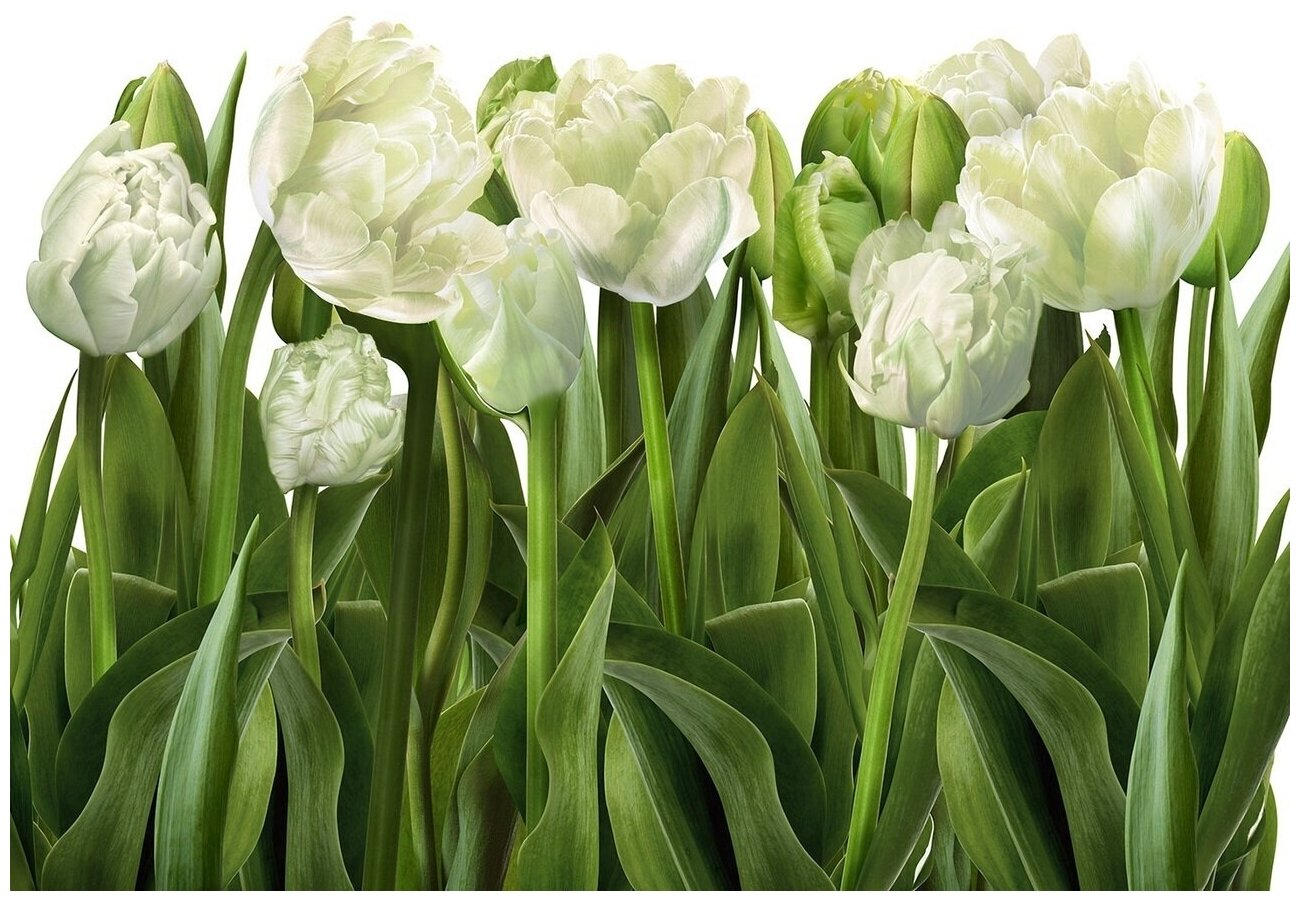 Белые тюльпаны - Виниловые фотообои, (211х150 см)