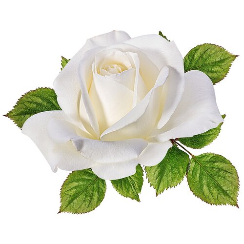 Фотообои Уютная стена Красивый бутон белой розы крупным планом 350х270 см Виниловые Бесшовные (единым полотном)