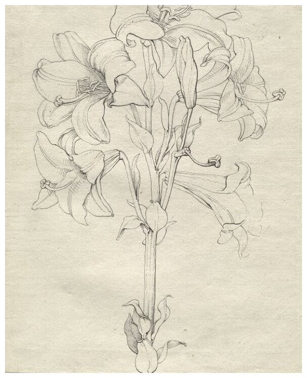 Репродукция на холсте Стебель лилий с шестью цветами Рунге Филипп Отто 30см. x 37см.