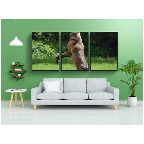 фото Набор модулных постеров для интерьера "малинуа, собака, прыгнуть" 60x90 см. в тубусе, без рамки lotsprints