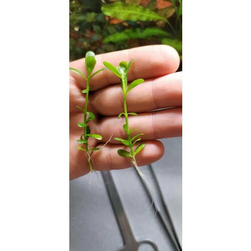 Хедиотис Зальцмана (Hedyotis salzmannii)