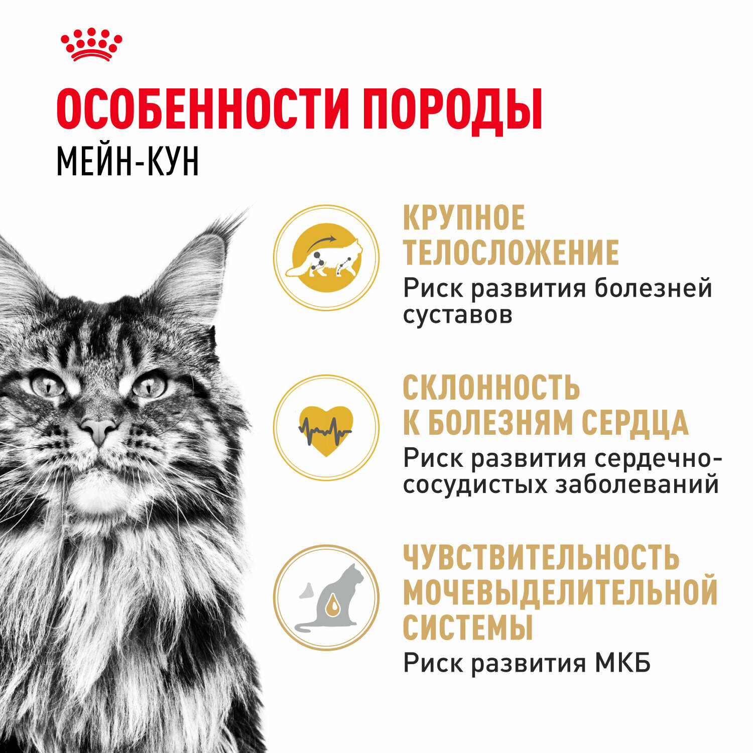 Картинки Сухой корм для кошек Royal Canin Adult для породы мейн кун, 0,4 кг