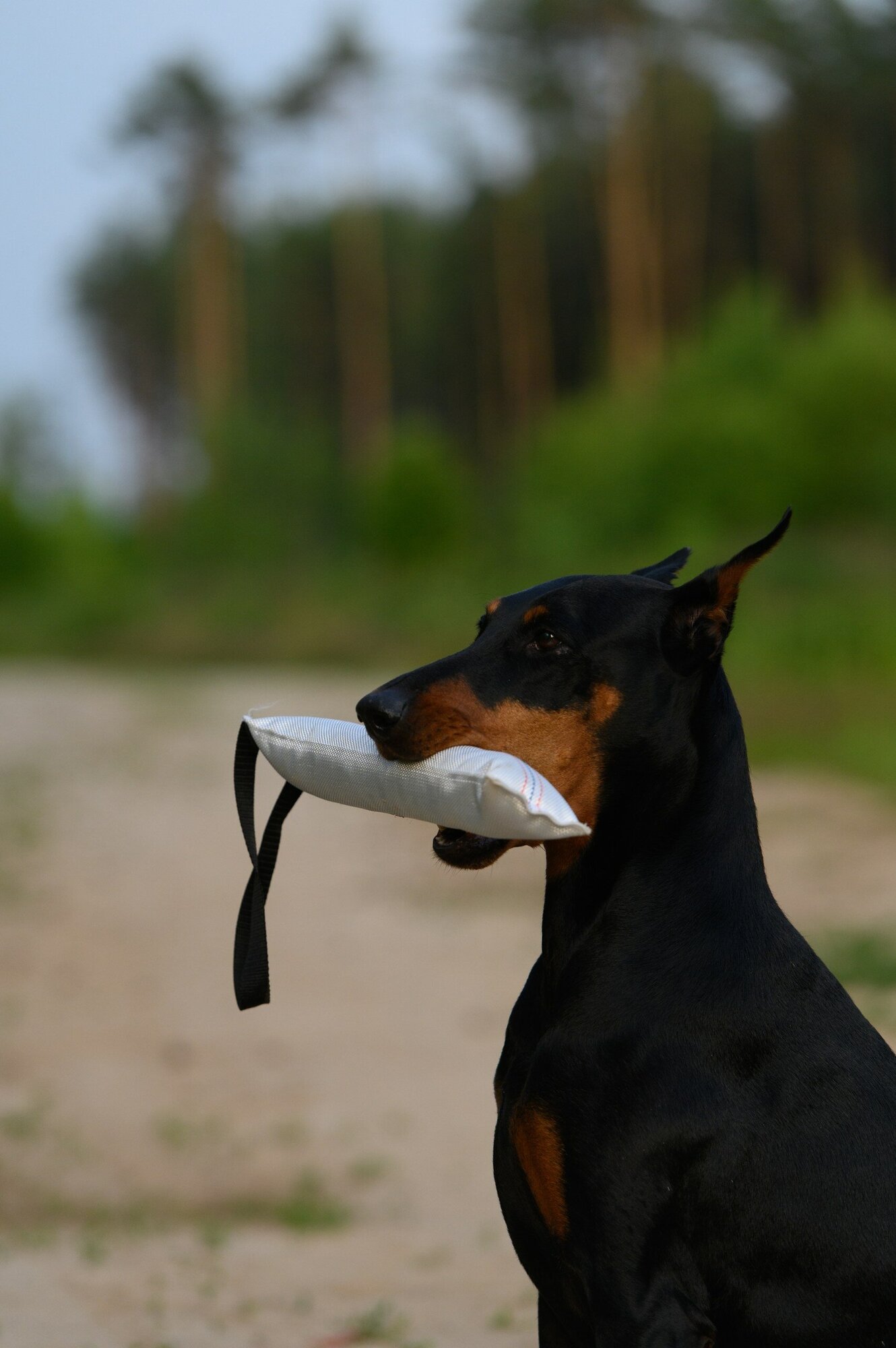 Игрушка-кусалка (ухватка,перетяжка) для собак, с одной ручкой, длина 30 см - фотография № 9