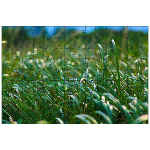 фото Магнитный пазл 27x18см."трава, зеленый, лезвия" на холодильник lotsprints
