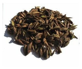 Тополь черный (осокорь) почки -30 гр. Енисей чай. Собрано в Адыгее! 100% натуральный продукт.