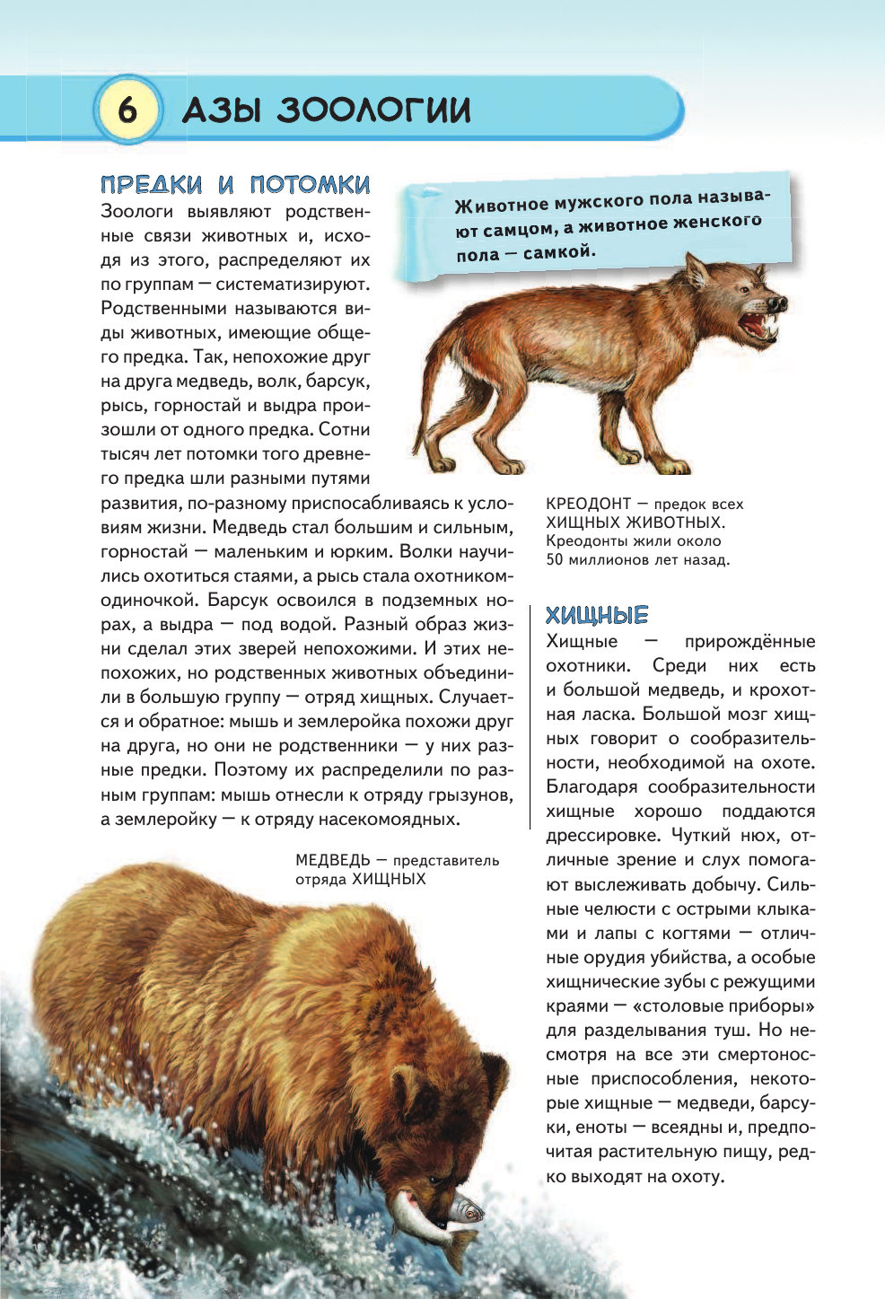 Животные наших лесов. Все лесные звери России (для ПР) - фото №8