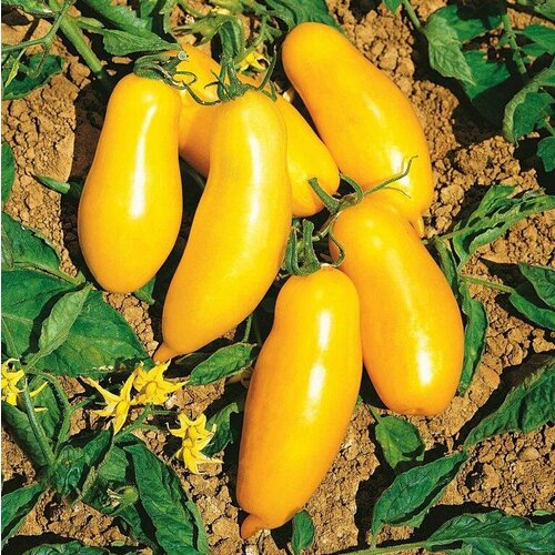 Томат Римская ваза Боргезе (лат. Solanum lycopersicum) Семена 10шт