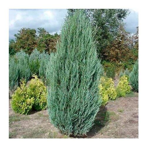 Можжевельник Виргинский (лат. Juniperus virginiana) семена 20шт + подарочек