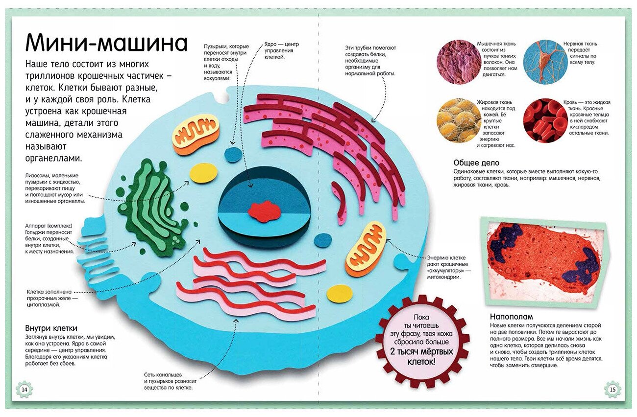 Книга Как устроено тело человека. Красочный путеводитель по нашему организму - фото №6