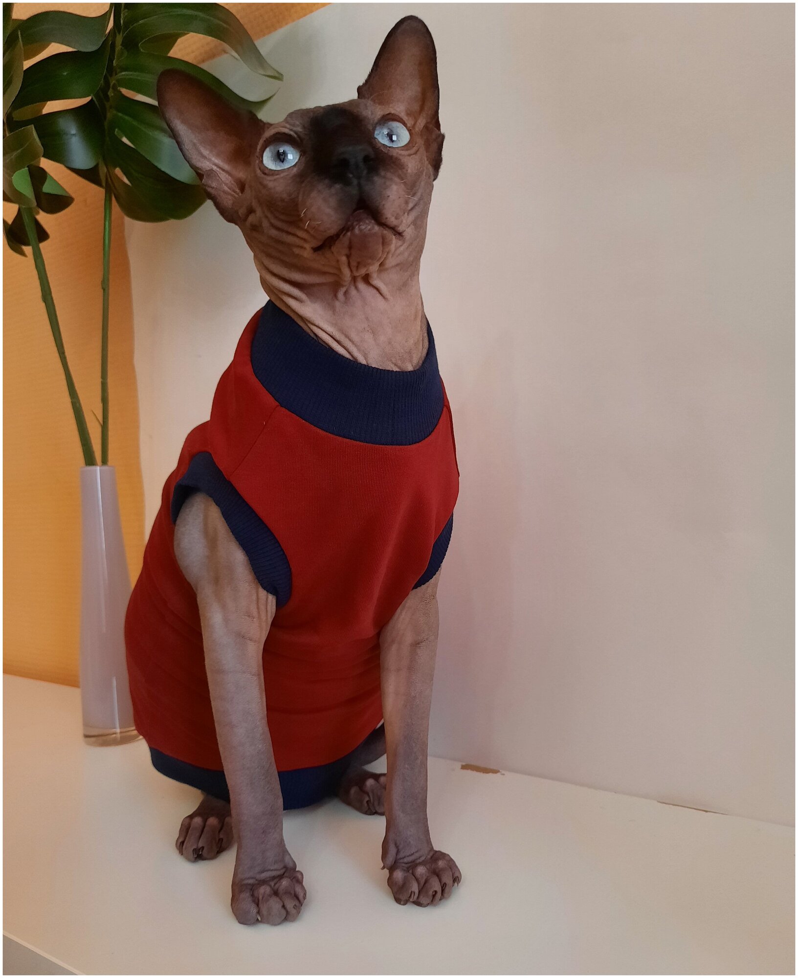 Свитшот для кошек, размер 40 (длина спины 40см), цвет бордовый / толстовка свитшот свитер для кошек сфинкс / одежда для животных - фотография № 15