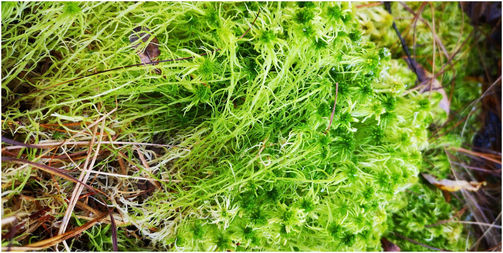Зеленый мох сфагнум в брикете 16 л для улиток Ахатина