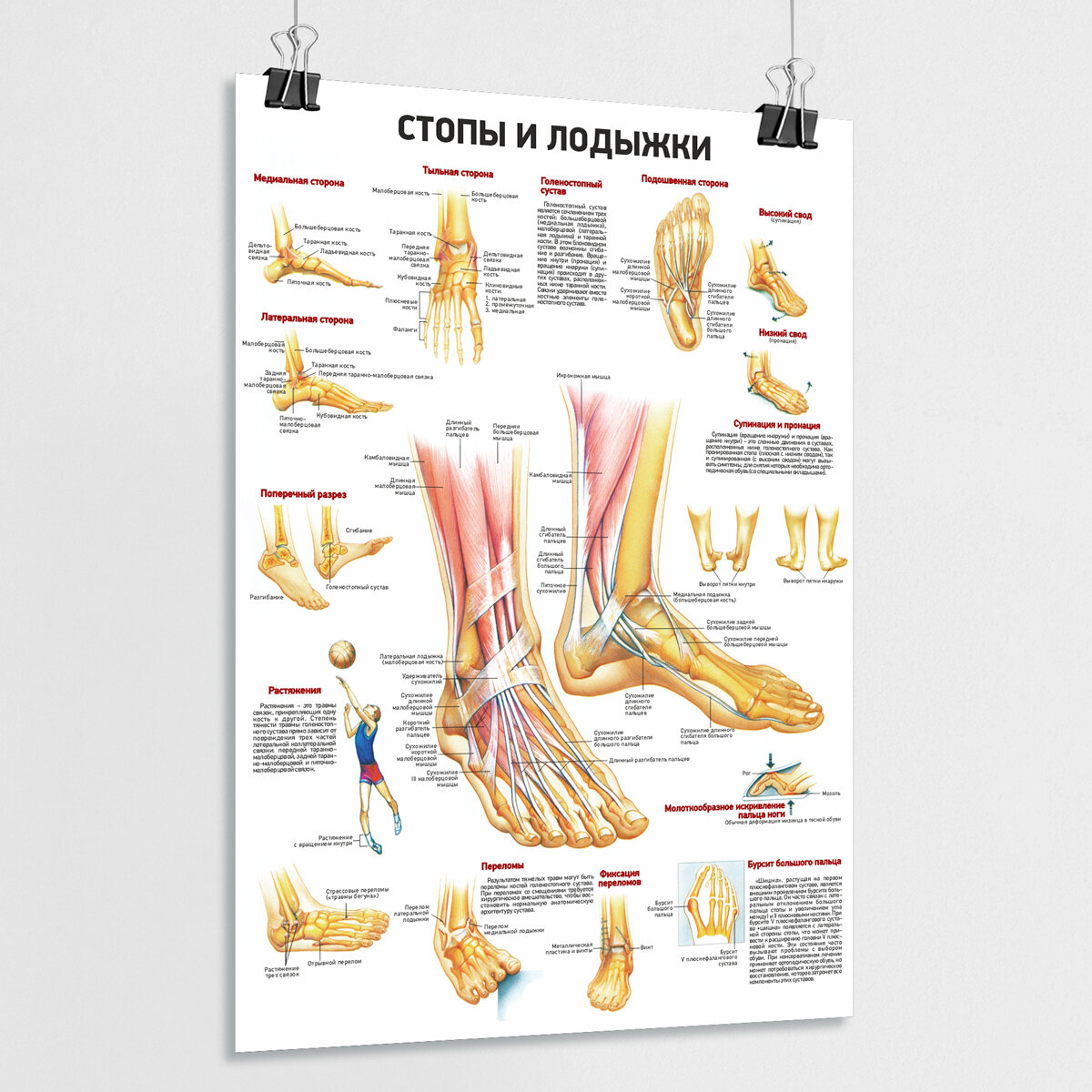 Обучающий медицинский плакат "Стопы и лодыжки" / А-2 (60x42 см.)