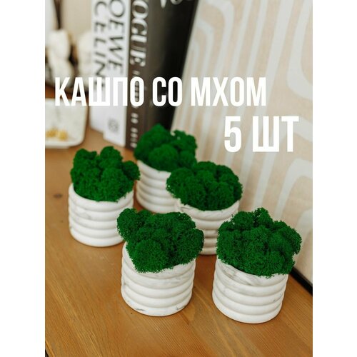 Кашпо и мох стабилизированный