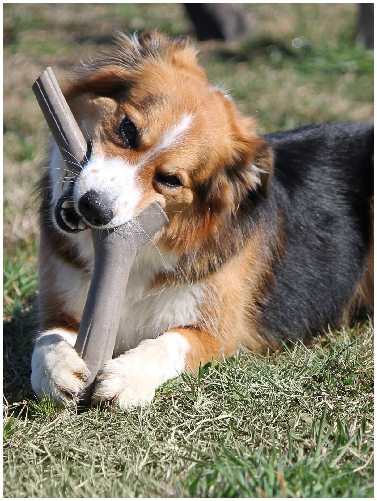 BAMA PET игрушка для собак палочка TUTTO MIO 16см, резиновая - фотография № 10