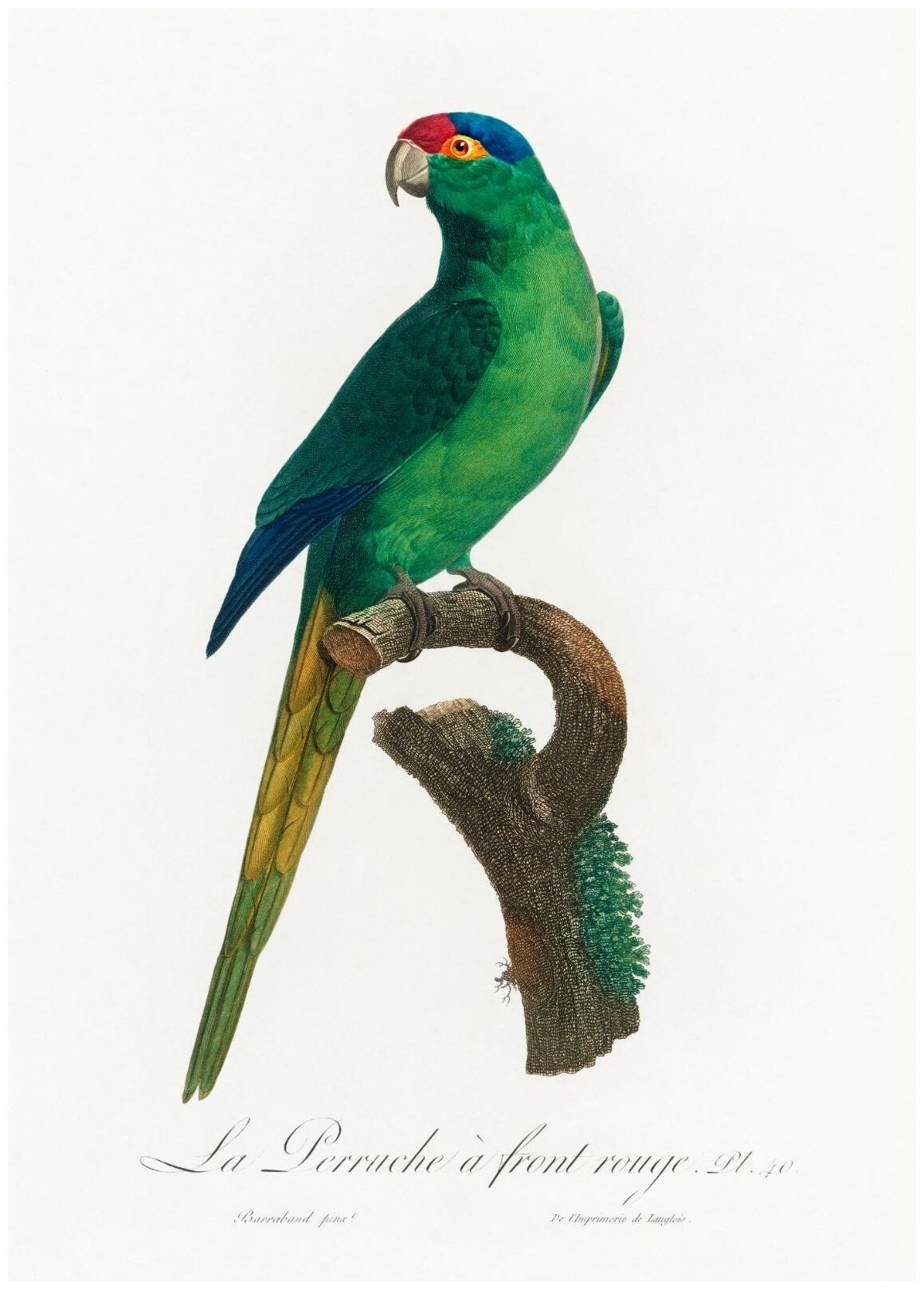 Постер / Плакат / Картина Зеленый попугай 40х50 см в подарочном тубусе