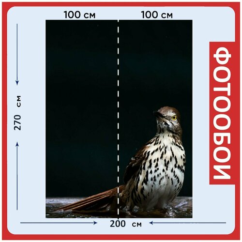 Фотообои Коричневый трэшер птица поилка для птиц 200x270 см флизелиновыена стену 2970₽