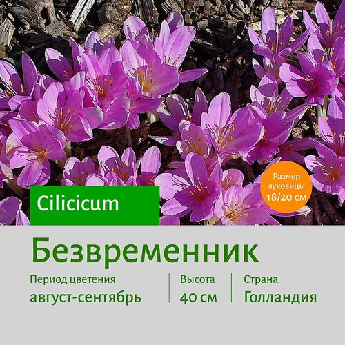 Безвременник киликийский (Cilicicum) луковицы 1 шт сотка