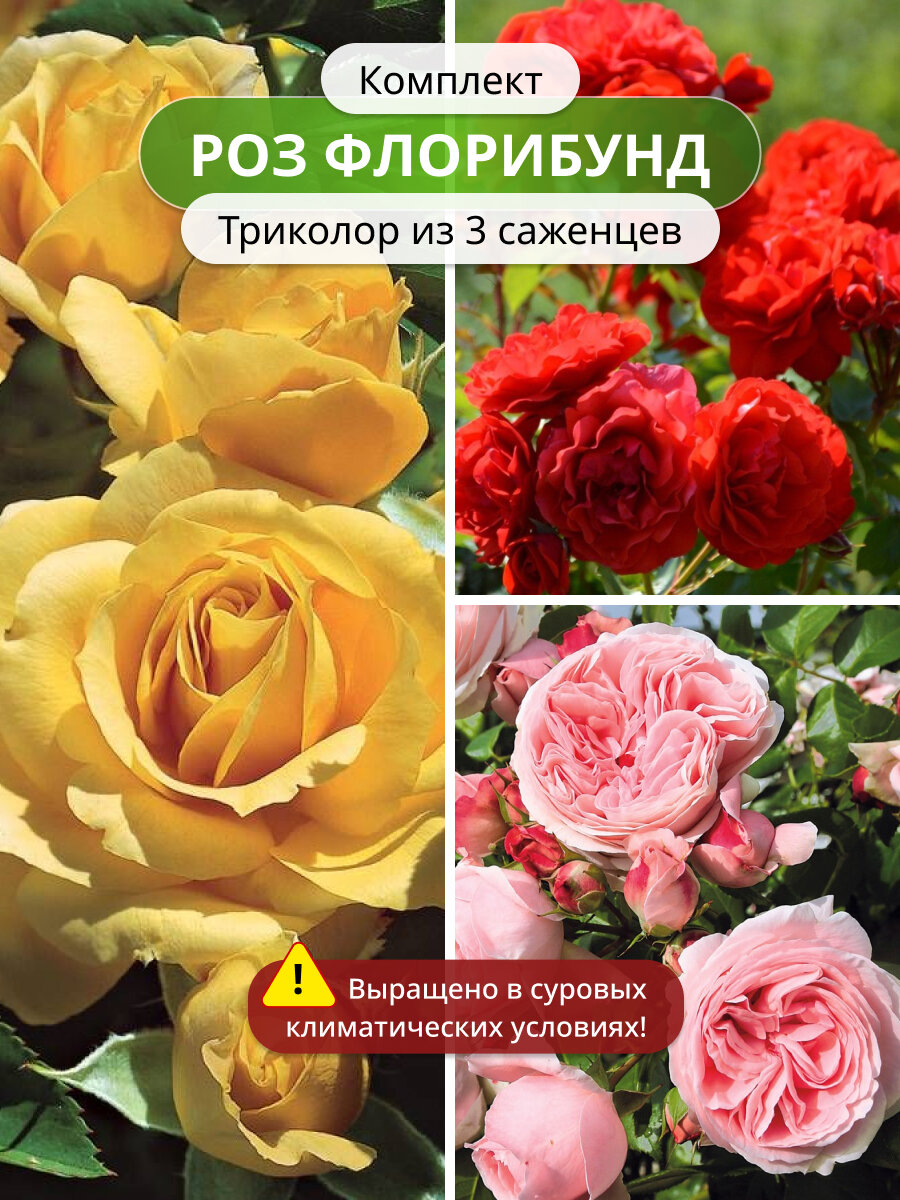 Комплект роз флорибунд Триколор из 3 саженцев / саженцы роз непрерывноцветущие
