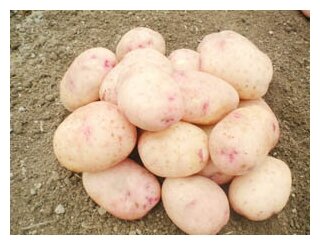 Семенной картофель Аврора 2 кг