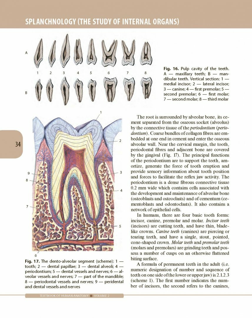 Textbook of Human Anatomy. In 3 volumes. Volume 2. Splanchnology and cardiovascular system - фото №3