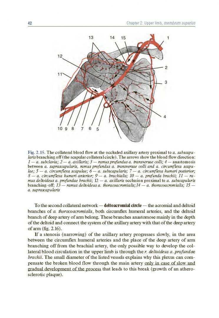 Topographic Anatomy and Operative Surgery. Textbook - фото №6