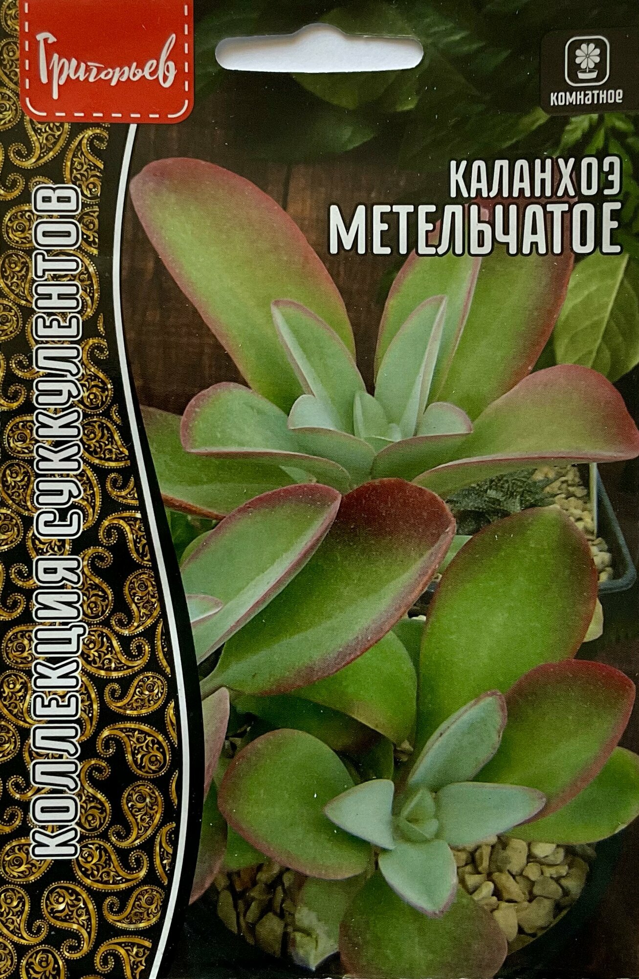 Семена Каланхоэ Метельчатого (Kalanchoe paniculata)(3 сем.)