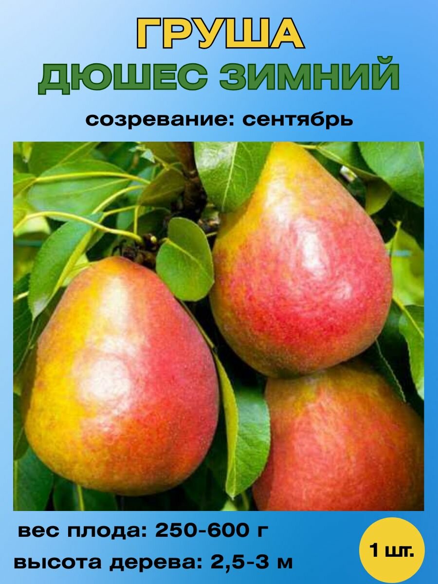 Груша саженец Дюшес зимний
