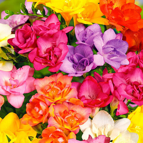 Луковицы Фрезия Микс 10 шт 479₽