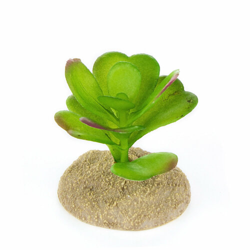 Растение для террариума TERRA DELLA 