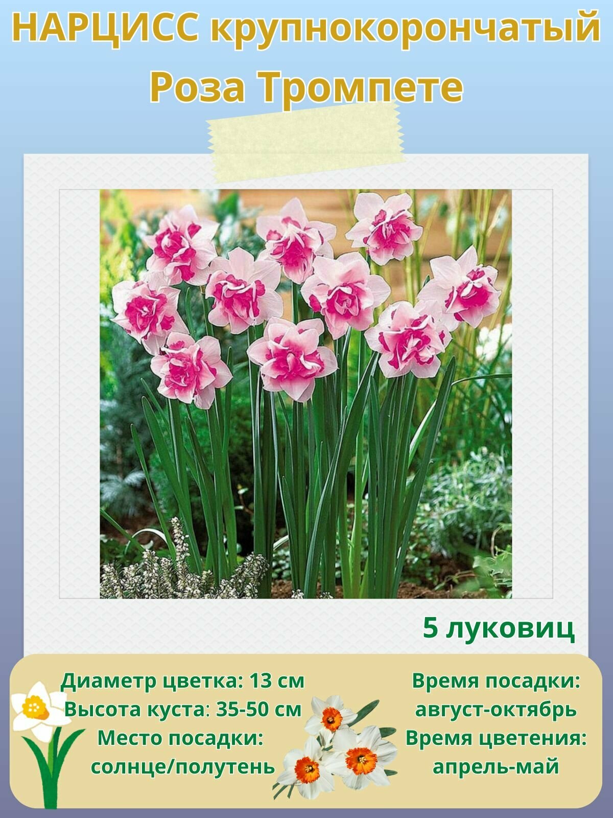 Нарцисс крупнокорончатый Роза Тромпете многолетние цветы луковицы 5 шт