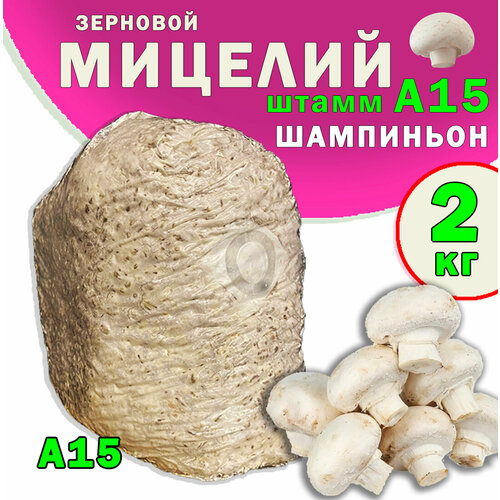 Мицелий шампиньон зерновой белый, семена грибов (штамм А15) - 2 кг
