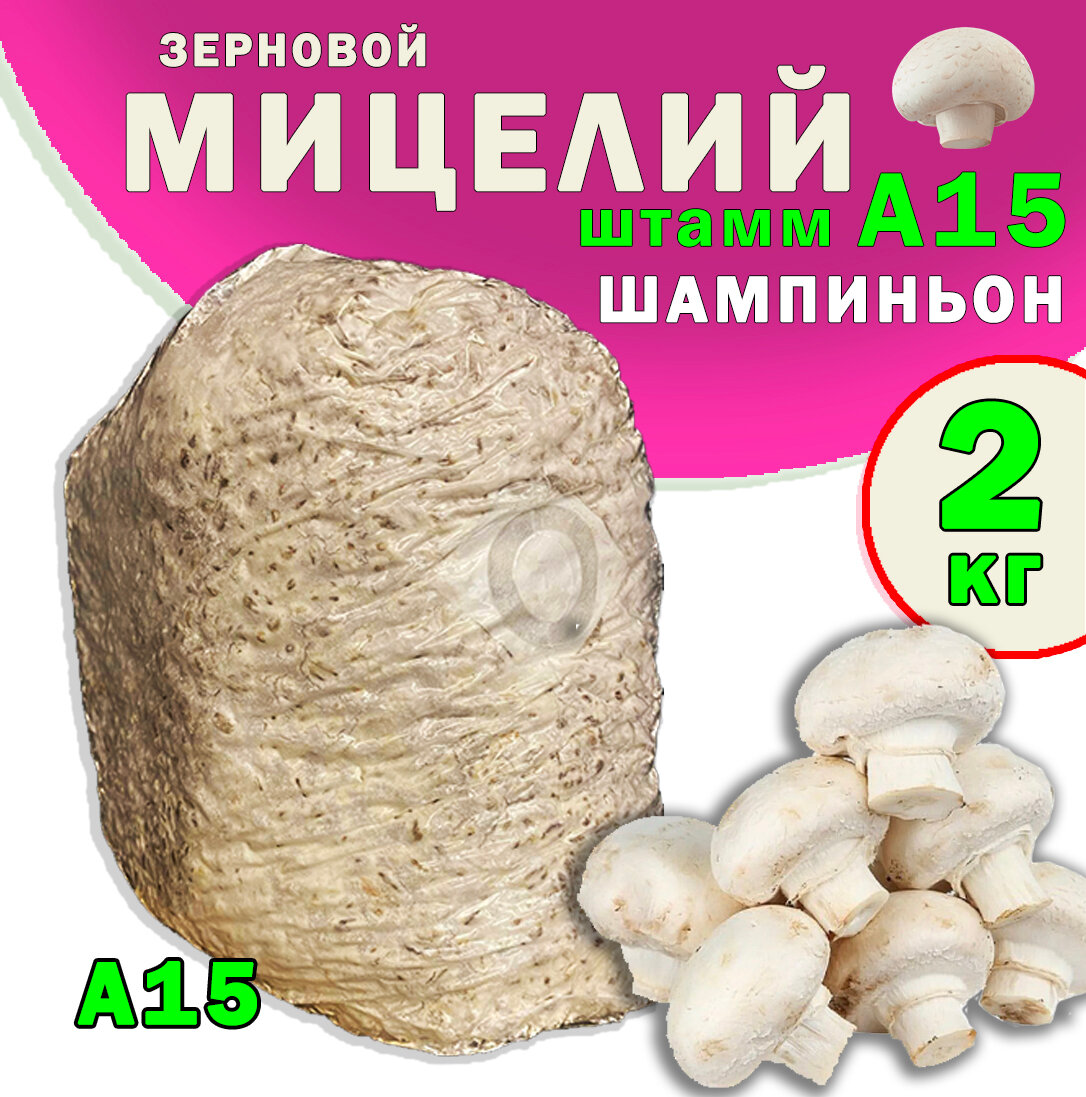 Мицелий шампиньон зерновой белый семена грибов (штамм А15) - 2 кг