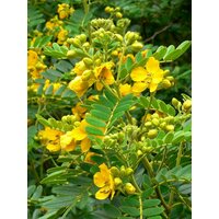 Семена Сенна западная (senna occidentalis), 10