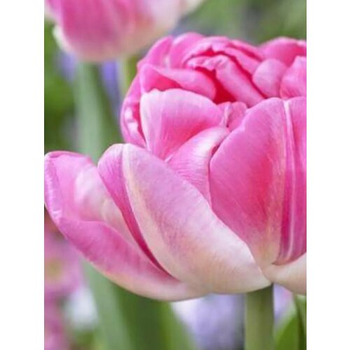 Луковицы Тюльпан Коттон Кэнди - 10 шт 1513₽