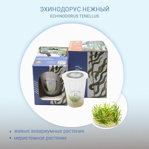 Эхинодорус нежный (ECHINODORUS TENELLUS) меристема живые растения in-vitro для аквариума