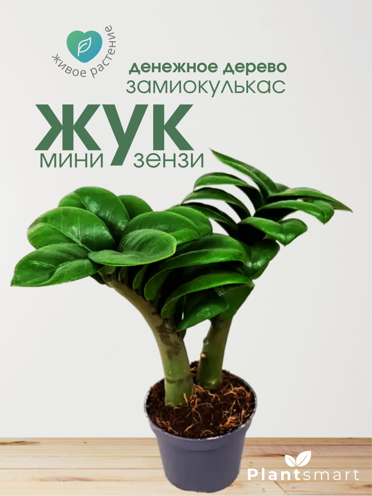 Денежное дерево, Замиокулькас Жук, живое комнатное растение Мини зензи, диаметр кашпо 6 см