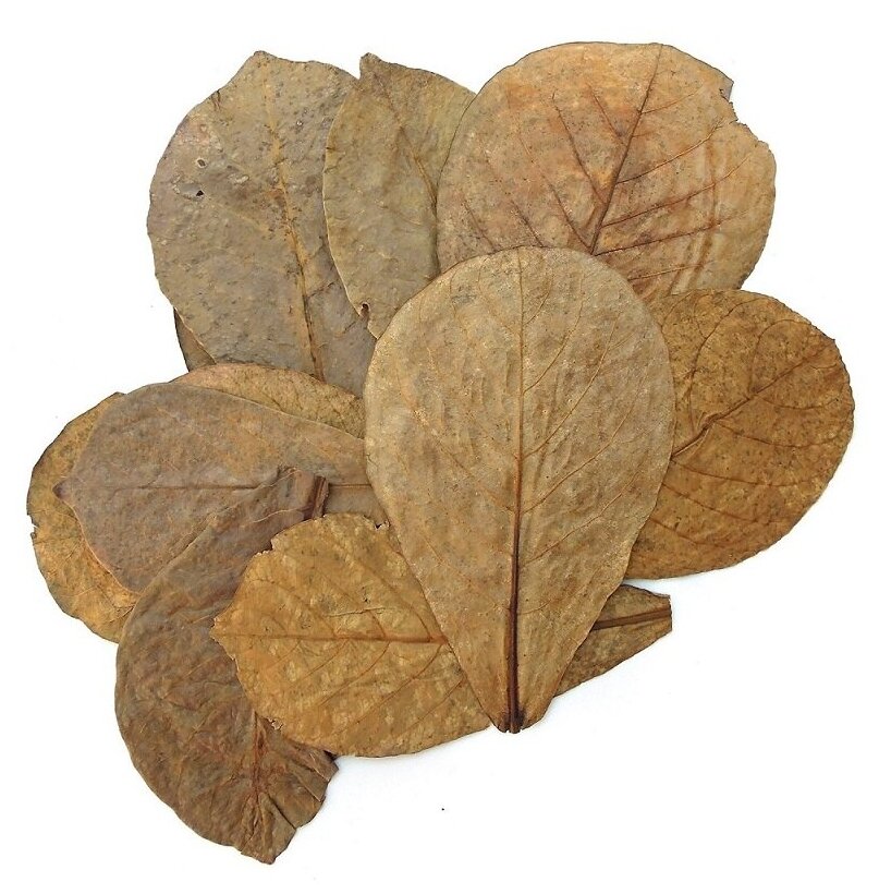 Dennerle Catappa Leaves - Листья миндального дерева, 8 шт