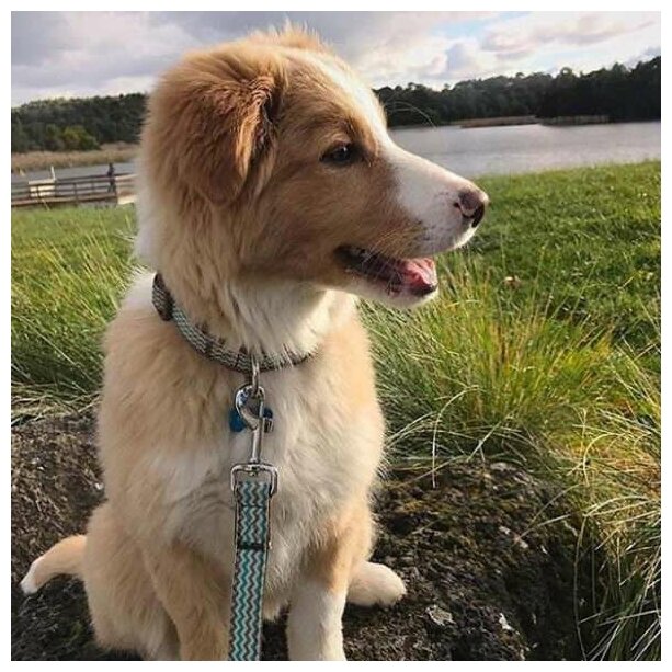 Ошейник для собак DOOG "Benji" коричнево-голубой зигзаг 32-46см M (Австралия) - фотография № 3