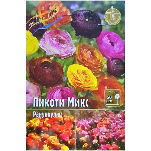 Ранункулюс ПИКоТИ микс 10 шт