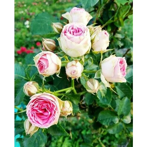 Роза спрей Мими Эден саженец розы 899₽