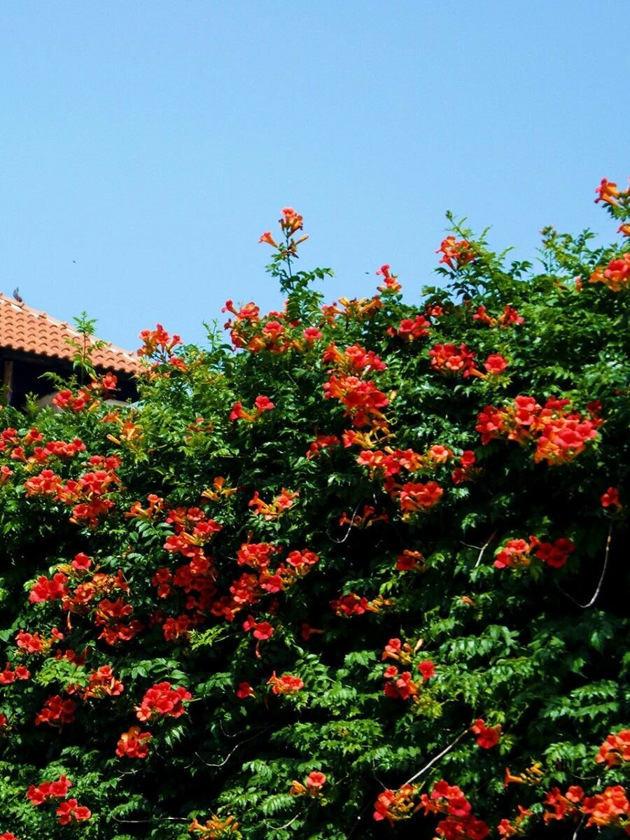 Семена Кампсис укореняющийся (Campsis radicans), 10 штук