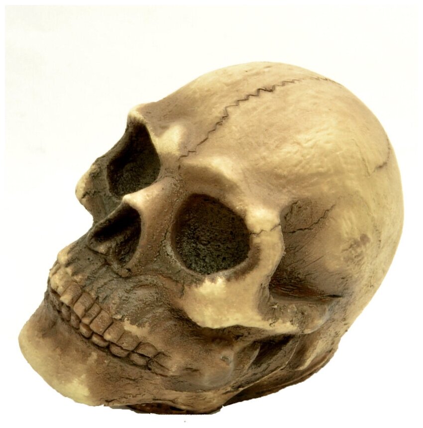 Декорация: Латексный череп 10х13 см (4371)